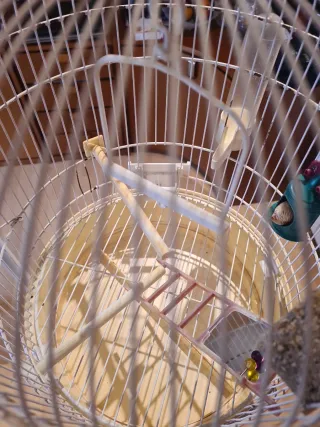 Jaula de pie para canarios blanca y amarilla