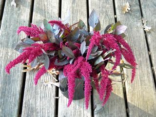 Amaranto Pygmy Torch Varietà compatta