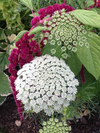 Semi Amiflora – decorazione & bouquet