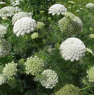 Semi Amiflora – decorazione & bouquet