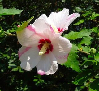 Hibiscus syriacus mix- semi