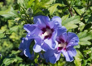 Hibiscus syriacus mix- semi