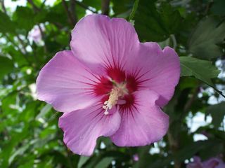 Hibiscus syriacus mix- semi