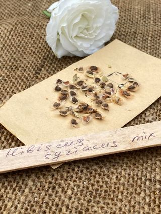 Hibiscus syriacus mix- semi