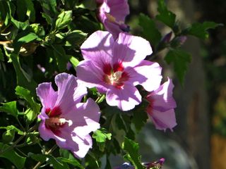 Hibiscus syriacus mix- semi