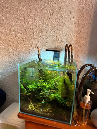 Acuario Blau 30L con plantas y accesorios