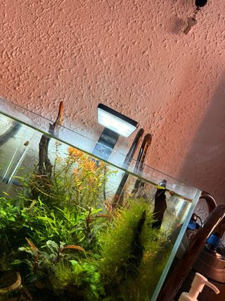 Acuario Blau 30L con plantas y accesorios