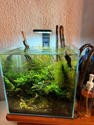 Acuario Blau 30L con plantas y accesorios