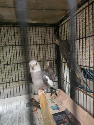 Jaula grande para pájaros JAULA SOLO.