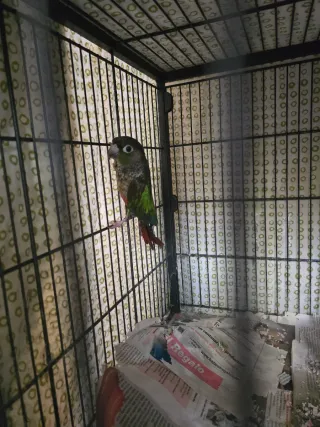 Jaula grande para pájaros JAULA SOLO.