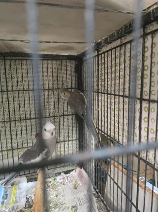 Jaula grande para pájaros JAULA SOLO.