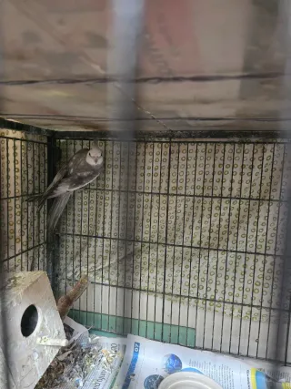 Jaula grande para pájaros JAULA SOLO.