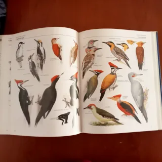 Enciclopedia ilustrada de las Aves.
