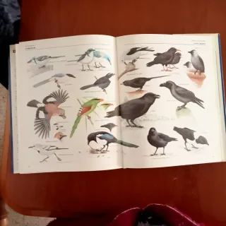 Enciclopedia ilustrada de las Aves.