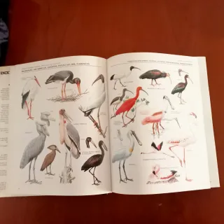 Enciclopedia ilustrada de las Aves.