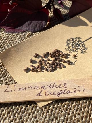 Limnanthes Sunny Carpet - Fioritura estiva