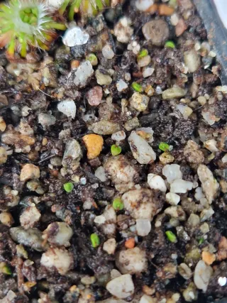 Gemme drosera hyperostigma