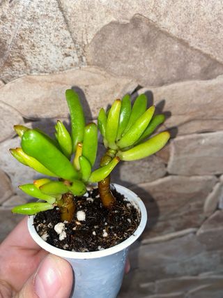 Crassula Ovata Hobbit Pianta Succulenta