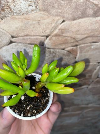 Crassula Ovata Hobbit Pianta Succulenta