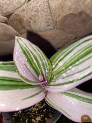 Talea Tradescantia Nanouk