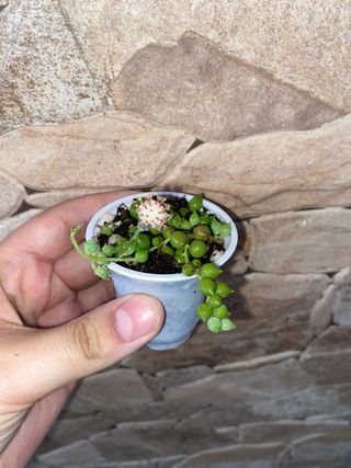 Senecio rowleyanus - Pianta del Rosario