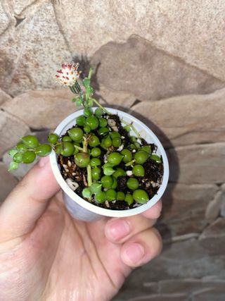 Senecio rowleyanus - Pianta del Rosario