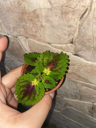 Pianta di Coleus (Plectranthus scutellari).