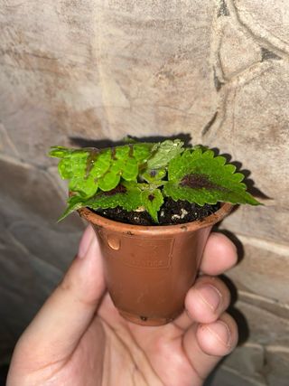 Pianta di Coleus (Plectranthus scutellari).