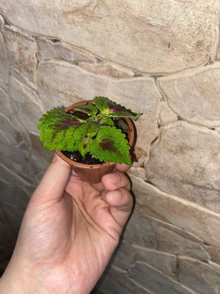 Pianta di Coleus (Plectranthus scutellari).