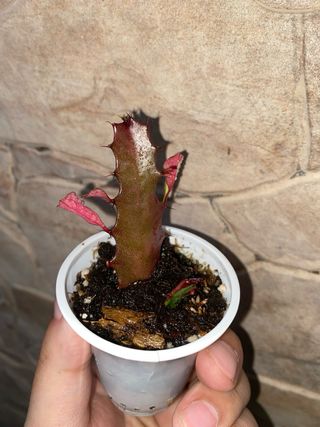 Talee di Euphorbia trigona variegata