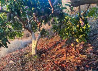 Cortijo en Almuñecar