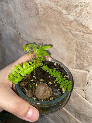 Felce di Boston giovane - Nephrolepis exaltata