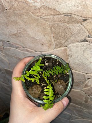 Felce di Boston giovane - Nephrolepis exaltata