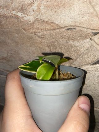 Talea Hoya carnosa Albomarginata