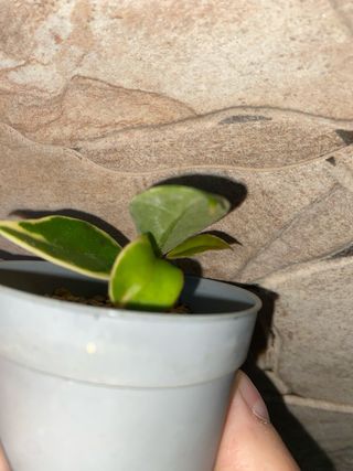 Talea Hoya carnosa Albomarginata