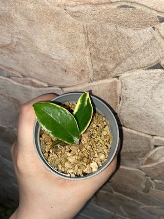 Talea Hoya carnosa Albomarginata