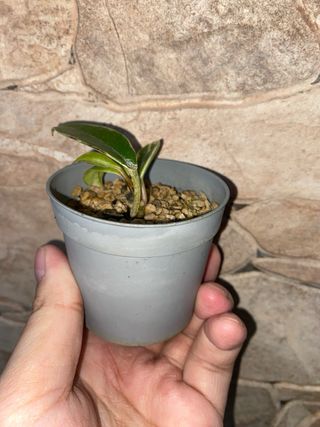 Talea Hoya carnosa Albomarginata