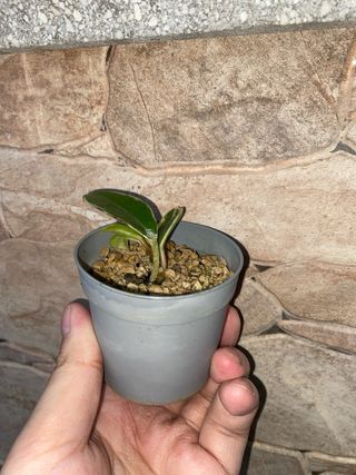 Talea Hoya carnosa Albomarginata