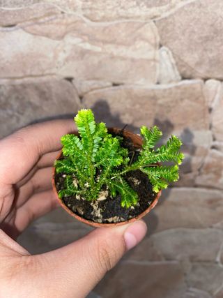 Talea di Selaginella Jori