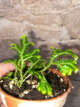 Talea di Selaginella Jori