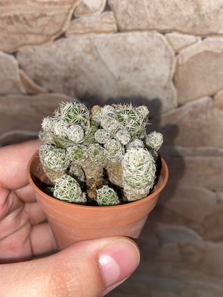 Cactus Mammillaria vetula gracilis