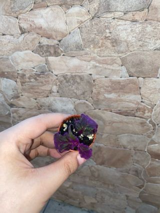 Talea di Gynura aurantiaca