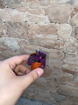 Talea di Gynura aurantiaca