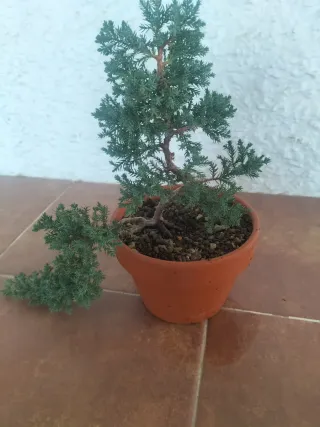 Juniperus Procumbens Nana Cascada pre bonsai