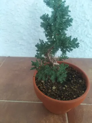 Juniperus Procumbens Nana Cascada pre bonsai