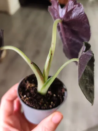 Alocasia Infernalis x Antoro