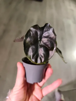 Alocasia Infernalis x Antoro