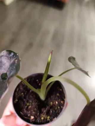 Alocasia Infernalis x Antoro