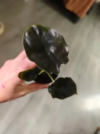 Alocasia Infernalis x Antoro