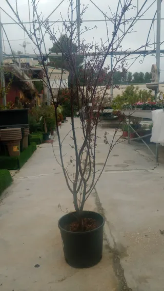 Acer palmatum Skeeters